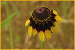 Clasping Coneflower