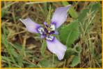 Herbertia