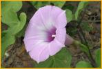 Sharp-pod Morning Glory