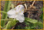 White Giant Spiderwort