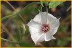 Texas Bindweed