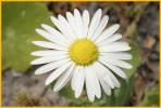 Saltmarsh Aster