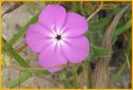 Pointed Phlox