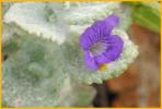 Wooly Stemodia