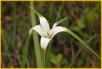 White-top Sedge