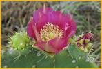 Texas  Prickley Pear Cactus