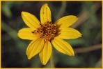Engelmann's Daisy