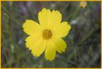 Huisache Daisy