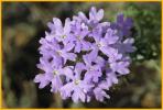 Dakota Vervain