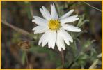 Blackfoot Daisy