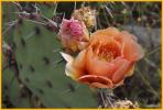 Prickly Pear Cactus