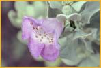 Texas Silverleaf