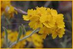 Carolina Puccoon