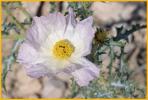 Purple Prickly Poppy