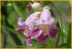 Desert Willow