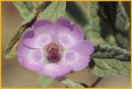 Copper Globe Mallow