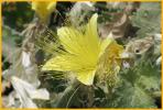 Rock Nettle