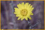 Golden Aster