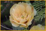 Texas Prickly Pear Cactus