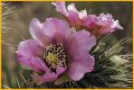 Cane Cholla Cactus