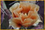 Purple Prickly Pear Cactus