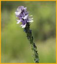 Texas Vervain