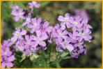 Gray Vervain