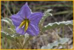 Silver-leaf Nightshade