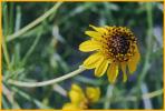 Blueweed