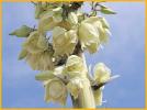 Bear Grass Yucca