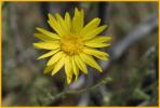 Yellow Spiny Daisy