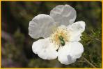 Apache Plume with Bug