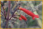 Havard's Penstemon