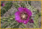 Cane Cholla Cactus