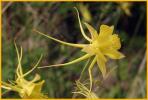 Golden Columbine