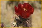 Buckhorn Cholla Cactus