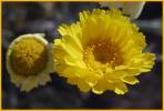 Desert Marigold