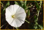 Bindweed