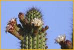 Organ Pipe Cactus