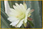 Night-blooming Cereus