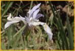 Rocky Mountain Iris