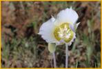 Sego Lily