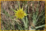 Yellow Goatsbeard