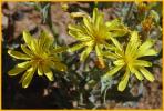 Pale Agoseris