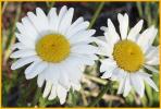 Oxeye Daisy