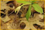 Small Whorled Pogonia