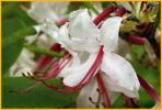 Pink Azalea