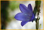 Bluebell