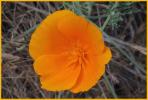 California Poppy