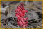 Snow Plant